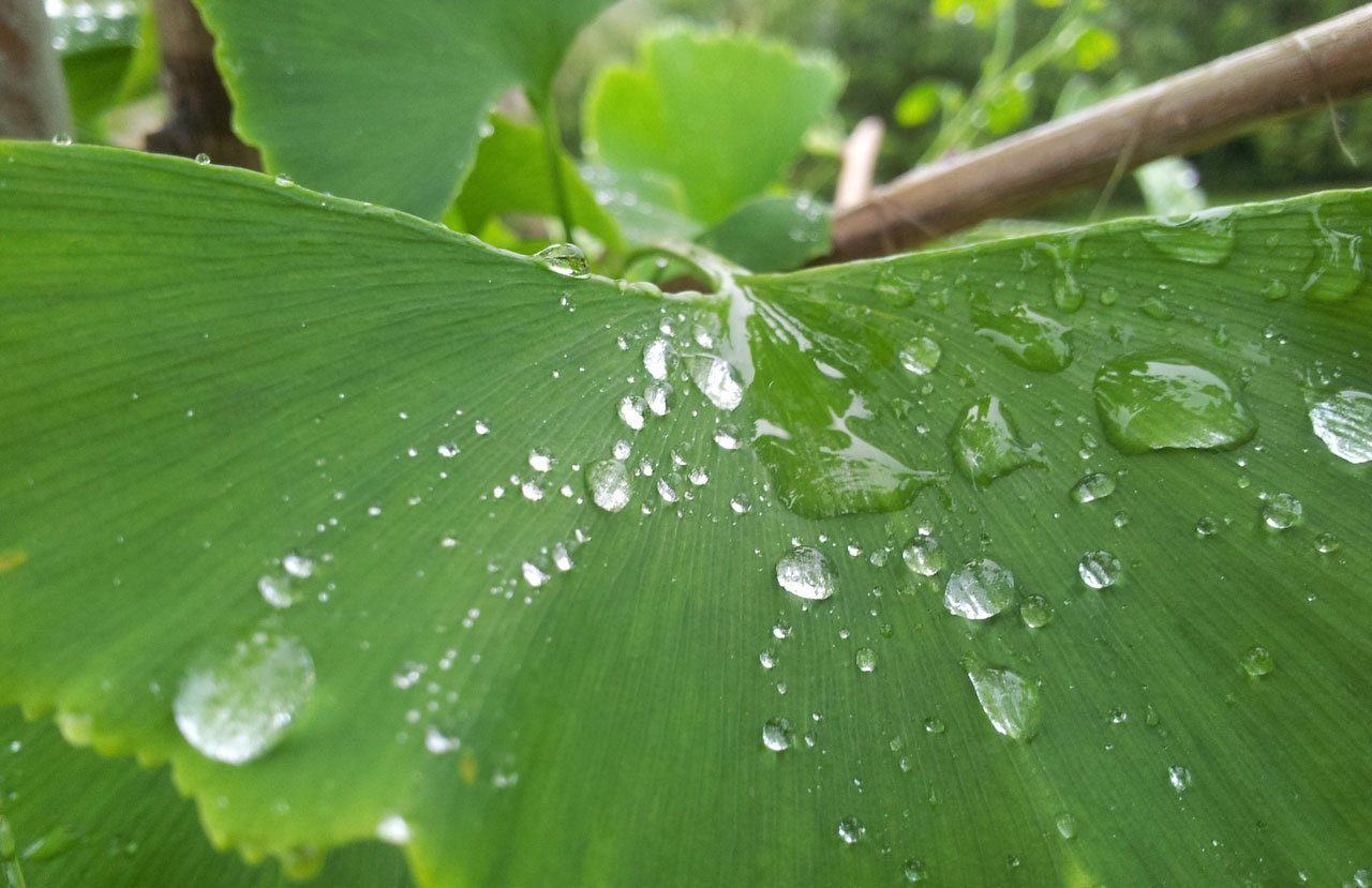 在线电话呼死你